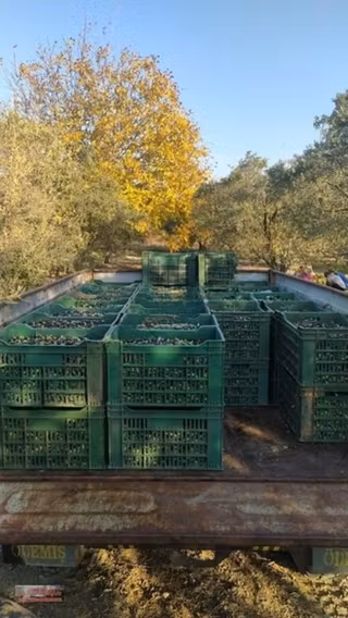 Trilye Zeytin Bahçesi