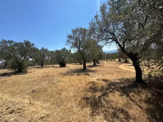 Havran Kocadağ'da 1900m2 Satılık Zeytinlik Havran Kocadağ'da 1900m2 Satılık Zeytinlik