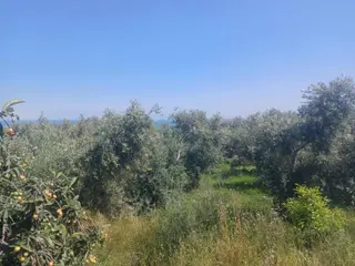 Erdemli Karyağdıda Satılık Deniz Manzaralı 2047 M² Tarla