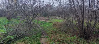 Samsun Canik. Haciismail De Vevre Yoluna Cephe Satilik 10 Kata İmar 1.40 Emsal Arsa