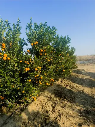 Adahan'dan Çağşırlı Köyünde 55 Dönüm W Murcot Mandalina