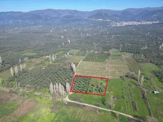 Bursa Orhangazi Çakırlı Göl Manzaralı Satılık Tarla
