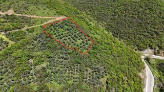 Bursa Mudanya Kaymakoba Manzaralı Satılık Zeytinlik 3513 M2