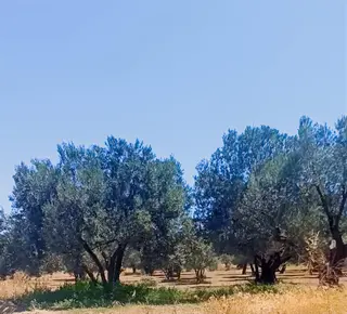Şarköy Eriklice Tepeköy'de Zeytinlik Bağ Full Deniz Manzaralı.