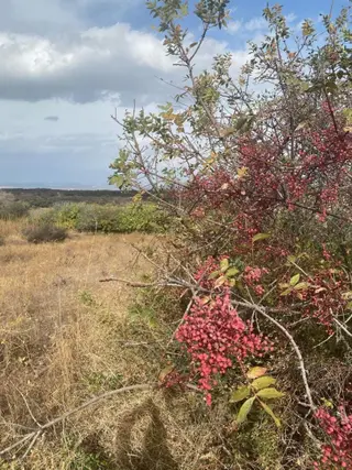 Manisa Kula'da 3dönüm Tarla İçinde Badem Zeytin Ve Üzüm Bağı Var