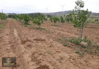 Hg-097 Tepebaşı Eğriöz'de Yola Cephe 3 Parsel Ceviz Bahçesi