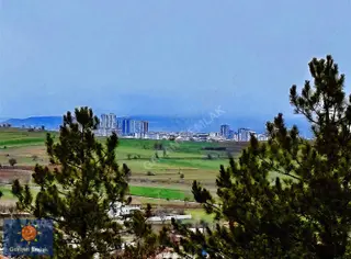 Satılık Saklı Cennet! 7 Dönüm Arazi,3.500 M2'si Özel Çam Ormanlı