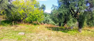Selçuk Havutçulu'da Yatrım İçin Uygun 2050m2 Zeytinliğimiz Satılıktır