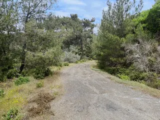 Torbalı Helvacı Mah.9412 M2 Müstakil Parsel Zeytinlik