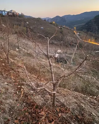 Mezitli Sarılar'da Etrafı Çevrili Yola Cepheli Meyve Bahçesi