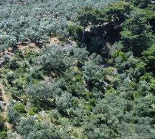 Avcılar Üstü Arıtaşında Zeytinlik