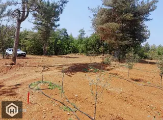 Kestel Babasultan Mh Satılık 750mt2 Resmi Yol,ormana Cephe Tarla Kestel Babasultan Mh Satılık 750mt2 Resmi Yol,ormana Cephe Tarla