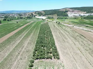 Kurudilde 10.978 M2 Satılık Fındık Bahçesi