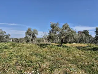 Kirazlı Çınar Gökçealan Köylerine Yakın Müstakil Tarlalar