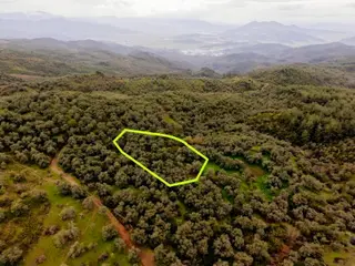 Doğadan Milas Selimiye Kılavuzda Köye Yakın Zeytinlik