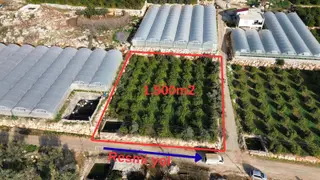 Karakeşli'de Deniz Manzaralı Limon Bahçesi