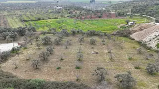 Ortaklar'da Izmır Yolu Üzerınde Satılık Incır Ve Zeytın Bahçesı