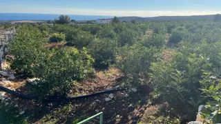 Erdemli Ayaş Mahallesinde Satılık Bakımlı Limon Bahçesi