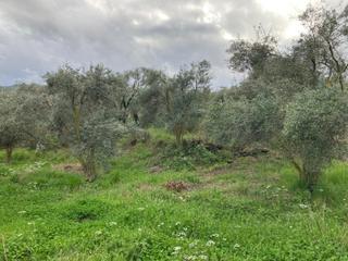 Daire Takaslı Sulu Zeytin Bahçesi 12.500 M2 Daire Takaslı Sulu Zeytin Bahçesi 12.500 M2