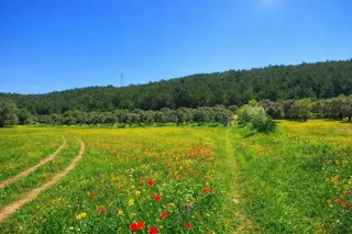 Urla Nohutalan'da Bakımlı 5 Dönüm Üstü Satılık Arazi