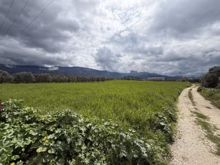 Pek Emlaktan Tirenin Dibinde 15560 M2 Satılık Tarla