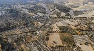 İzmir Aliağa Güzelhisar Satılık Zeytinlik