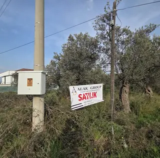 Taylıeli'nde Köye Ve Denize Çok Yakın Asfalt Cepheli Zeytinlik