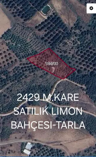 Mersin Erdemli Dağlı Mahallesinde 2429 M.kare Müstakil Tapulu Satılık Limon Bahçesi