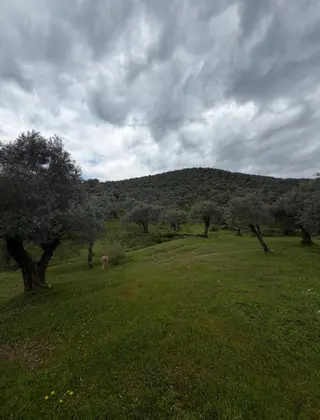 My - Derince'de Resmi Yolu Olan 52 Dönüm Zeytinlik