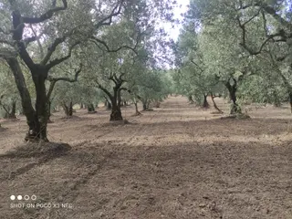 Bursa Mudanya Dereköyde Satılık 5,226 M2 Yola Cephe