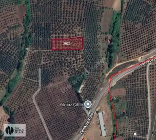 Yeniköy Girişinde Fırsat Zeytinlik