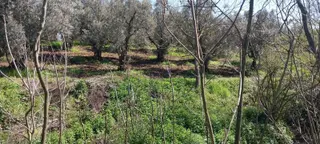 Turyap Mehmet Çevik Ten Orhangazi Çakırlı 1300m2 Zeytinlik Turyap Mehmet Çevik Ten Orhangazi Çakırlı 1300m2 Zeytinlik