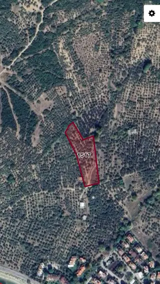 Erdek Narlı Da Satılık Zeytinlik