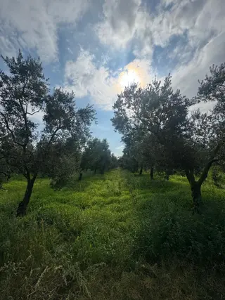 Sahibinden Bursa Orhangazi Yenigürle Mh 5500+1300 M2 Satılık Zeytinlik