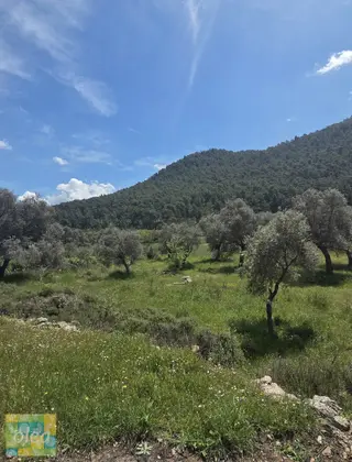 Muğla Milas Çiftlik Mahallesinde Satılık 1549 M2 Tarla