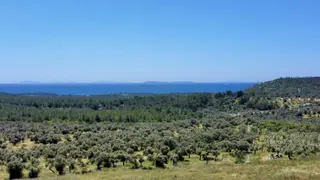 Kaplankaya Mevkii Deniz Manzaralı Ana Yola Sıfır Zeytinli Tarla