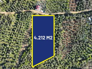 *yiğit Emlak Armutlu'dan*4212m2*zeytinlik