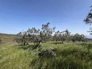 Bursa Osmangazi Aksungur Satılık Tarla