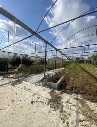 Denizyaka Mevkiinde 4 Dönüm Hisseli Zeytin Bahçesi Satılıktır