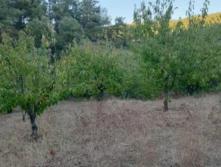 İzmir Bayındır Dernekli Kirazlık