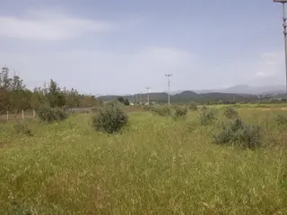 Muğla Yatağan Bahçeyaka'da Satılık Tarla-zeytinlik-bahçe