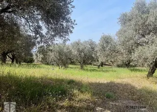 İzmir Selçuk Efes Abuhayat 2500m2 Zeytinlik