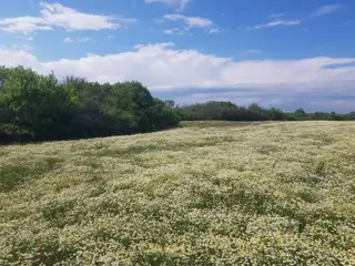 Edirne Havsa Bakışlar Köy Satılık Arsa Çap Muvakkat Vardır