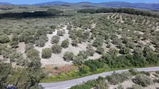 Zeytinliova'da 47.800 M2 Yola Sıfır Elektirik Ve Sulu Zeytinlik Zeytinliova'da 47.800 M2 Yola Sıfır Elektirik Ve Sulu Zeytinlik