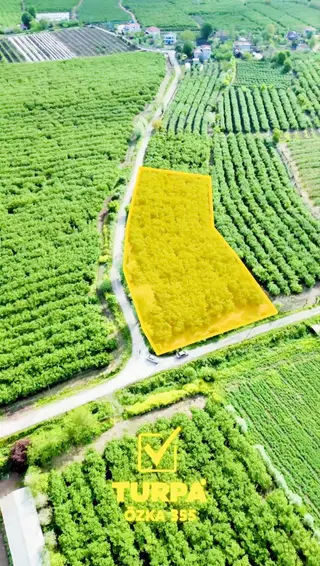 Turpa Özka355'den Karamustafalı Da 4200 M2 Verimli Fındıklık