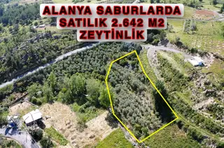 Alanya Saburlarda Satılık 2.642 M2 Zeytin Bahçesi