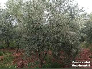 Benim Emlak'tan Arabacıbozköyde Tam Verimde Satılık Zeytinlik Benim Emlak'tan Arabacıbozköyde Tam Verimde Satılık Zeytinlik