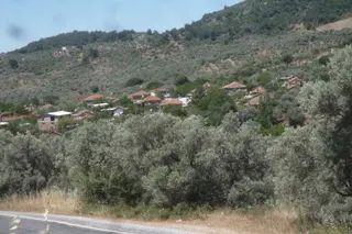 İzmir Torbalı Gold Emlaktan Satılık Zeytinlik