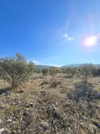 Muğla Menteşe Yeşilyurt Mahallesinde 3619 M2 Satılık Zeytinlik