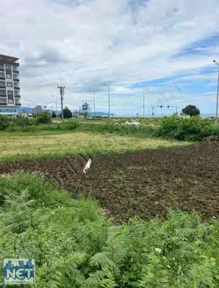 Net Profesyonel Emlaktan Çarşıbaşı'nda Sahil Ve Yol Kenarı Arsa